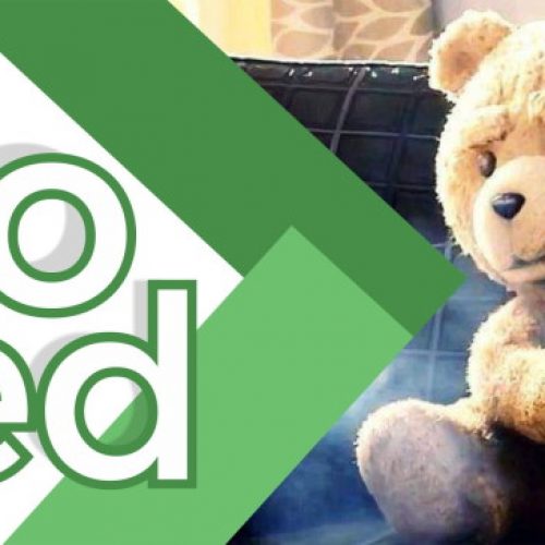 oso ted - Nico Ordinola